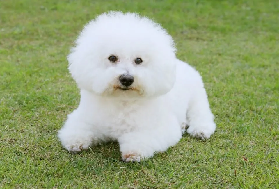 Bichon Frise - Razze Cane