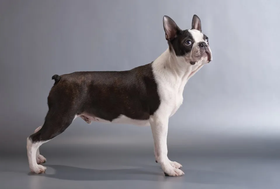 Boston Terrier - Razze Cane