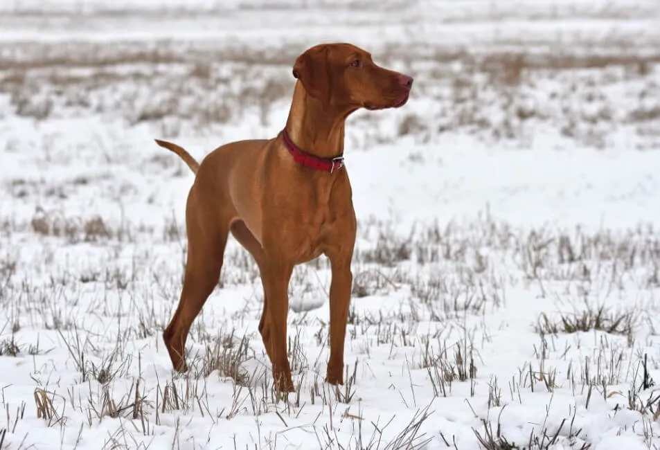 Bracco Ungherese Vizsla - Razze Cane