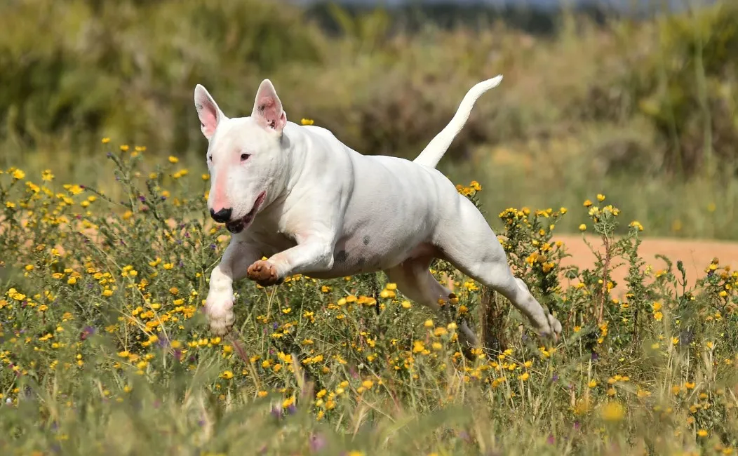 Bull Terrier - Razze Cane