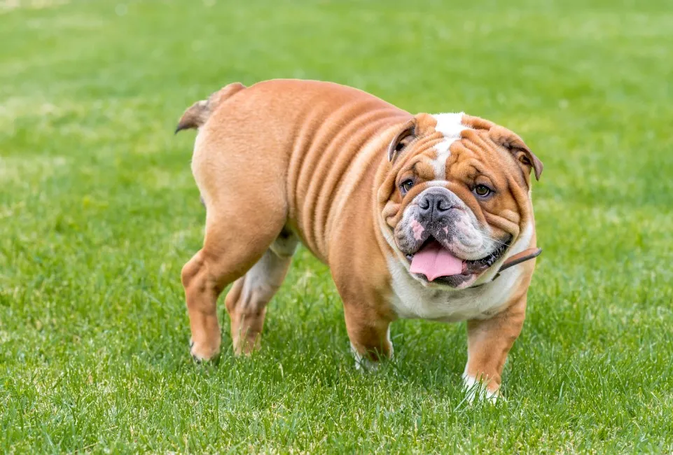 Bulldog Inglese - Razze Cane