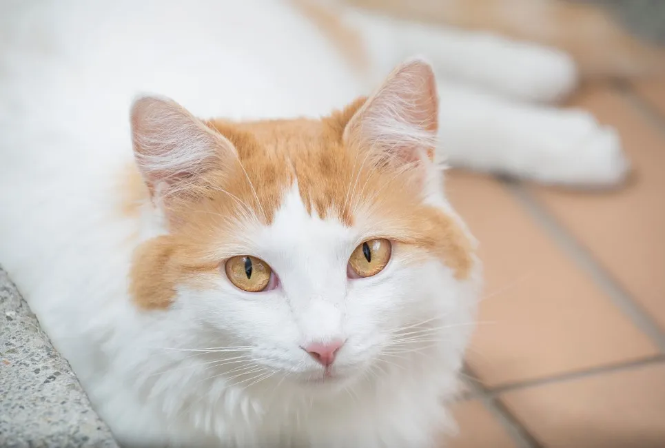 Turkish Van - Razze Gatto