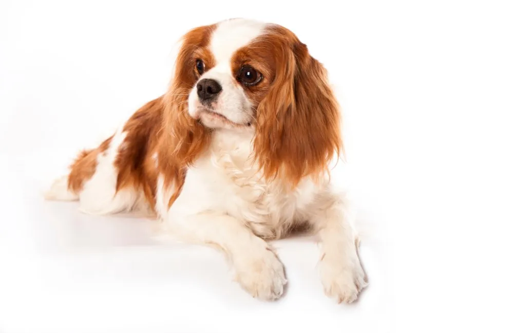 Cavalier Kingles Spaniel - Razze Cane