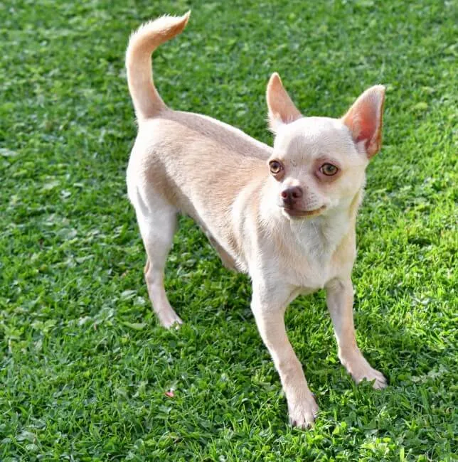 Chihuahua - Razze Cane