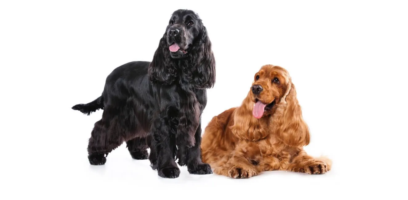 Cocker Spaniel Inglese - Razze Cane