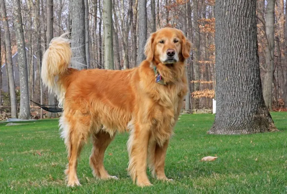 Golden Retriever - Razze Cane