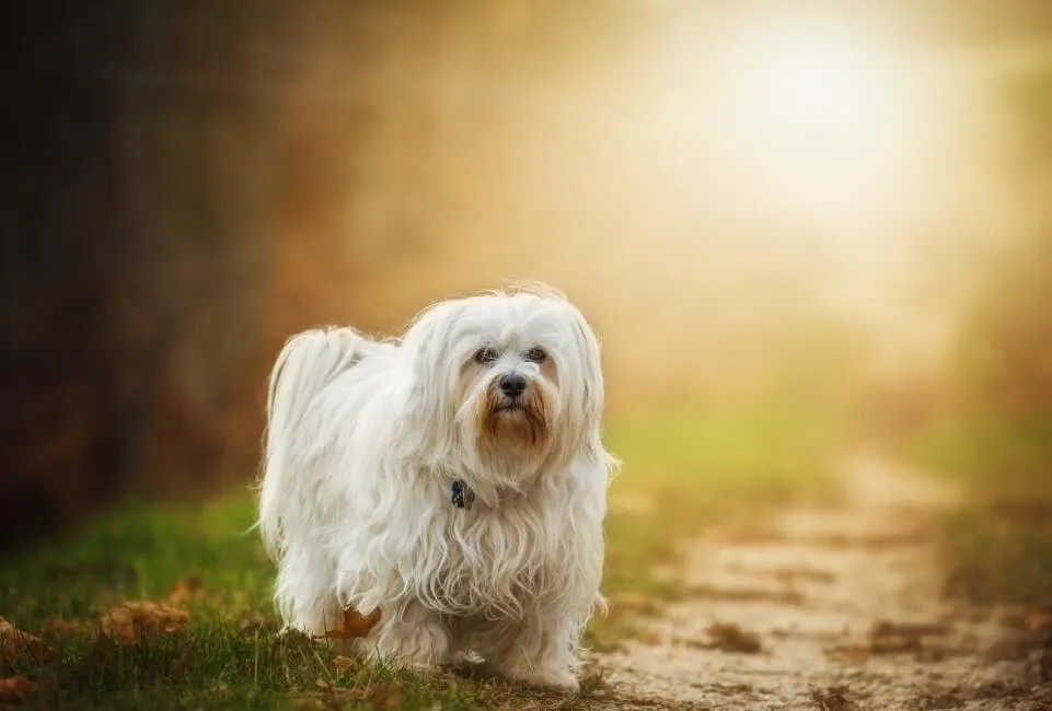 Havanese - Razze Cane