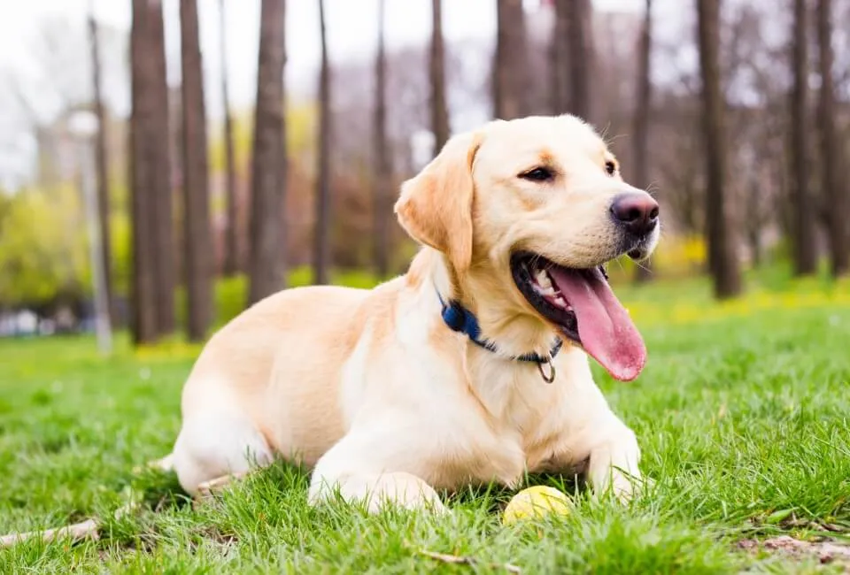 Labrador Retriever - Razze Cane