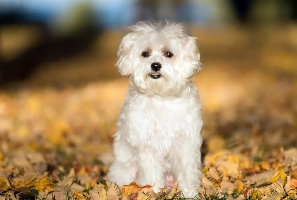 Maltese - Razze Cane