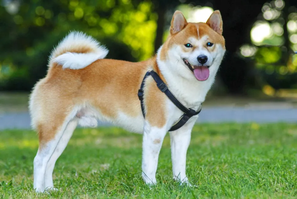 Shiba Inu - Razze Cane