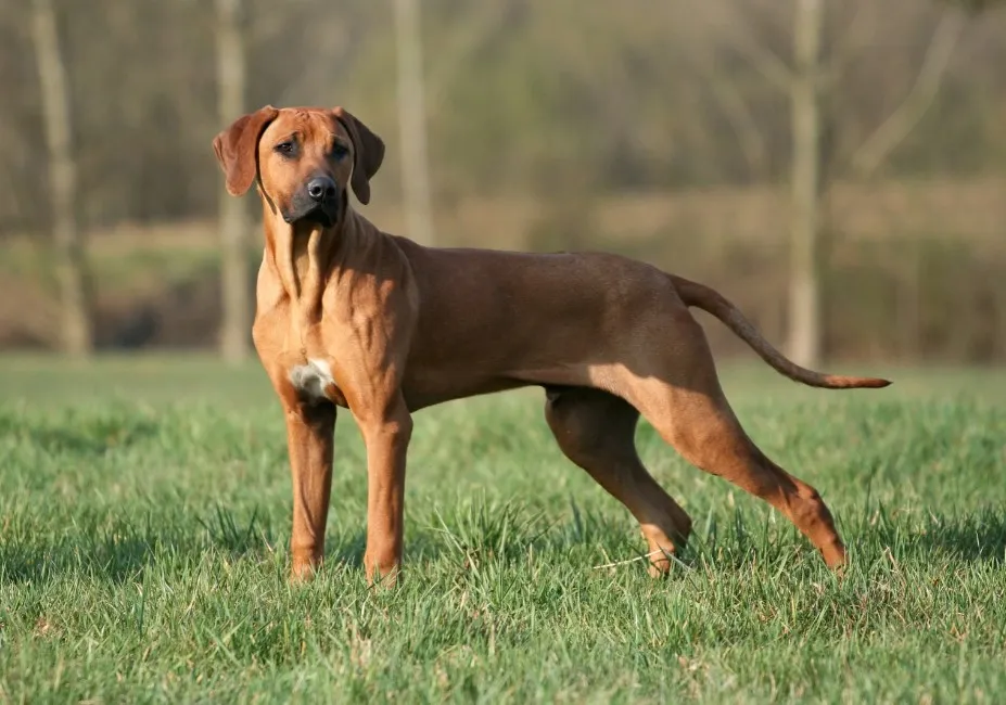 Rhodesian Ridgeback - Razze Cane