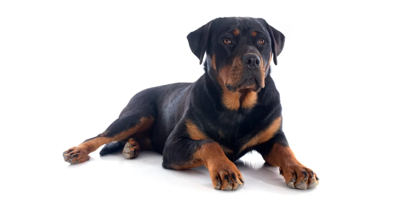 Rottweiler - Razze Cane