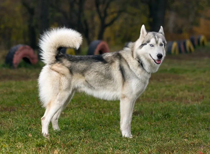 Siberian Husky - Razze Cane