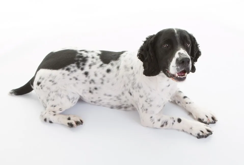 Springer Spaniel Inglese - Razze Cane