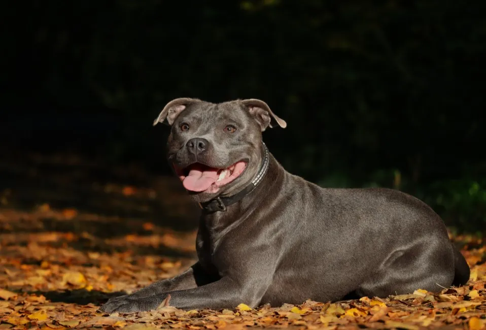 Staffordshire Bull Terrier - Razze Cane