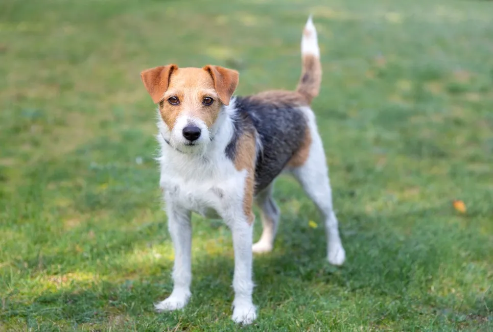 Parson Russell Terrier - Razze Cane