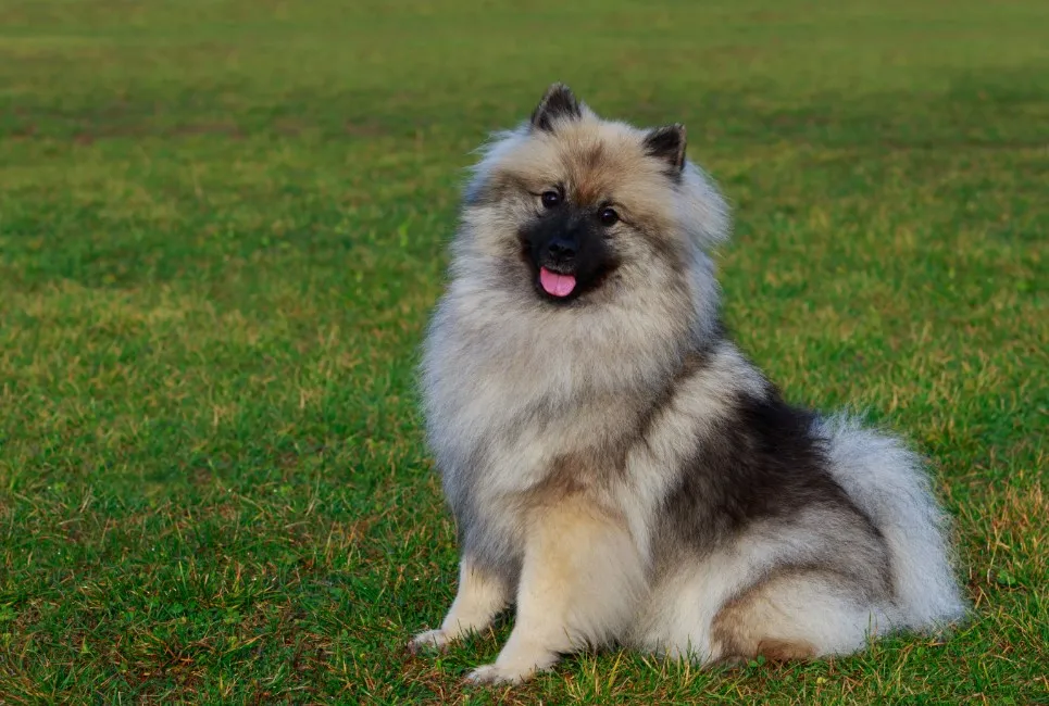 Keeshond - Razze Cane