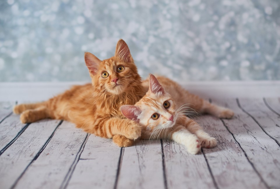 Il Bobtail Americano, il gatto dalla coda corta