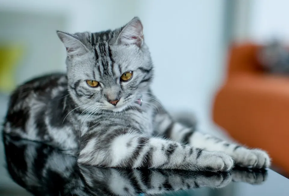 American Shorthair - Razze Gatto