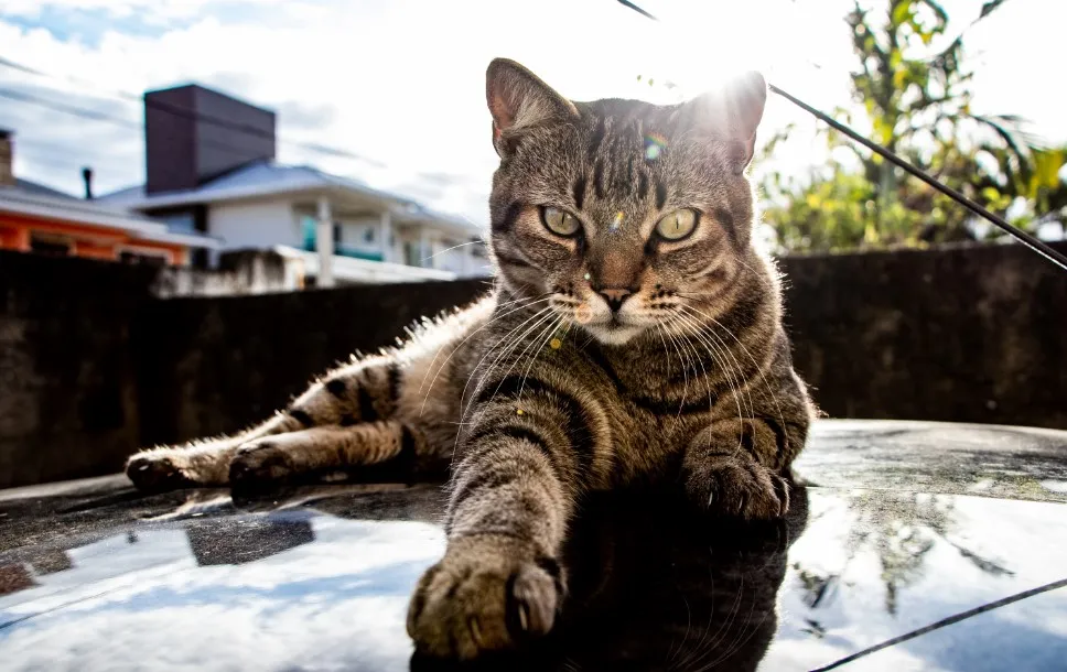 Brazilian Shorthair - Razze Gatto