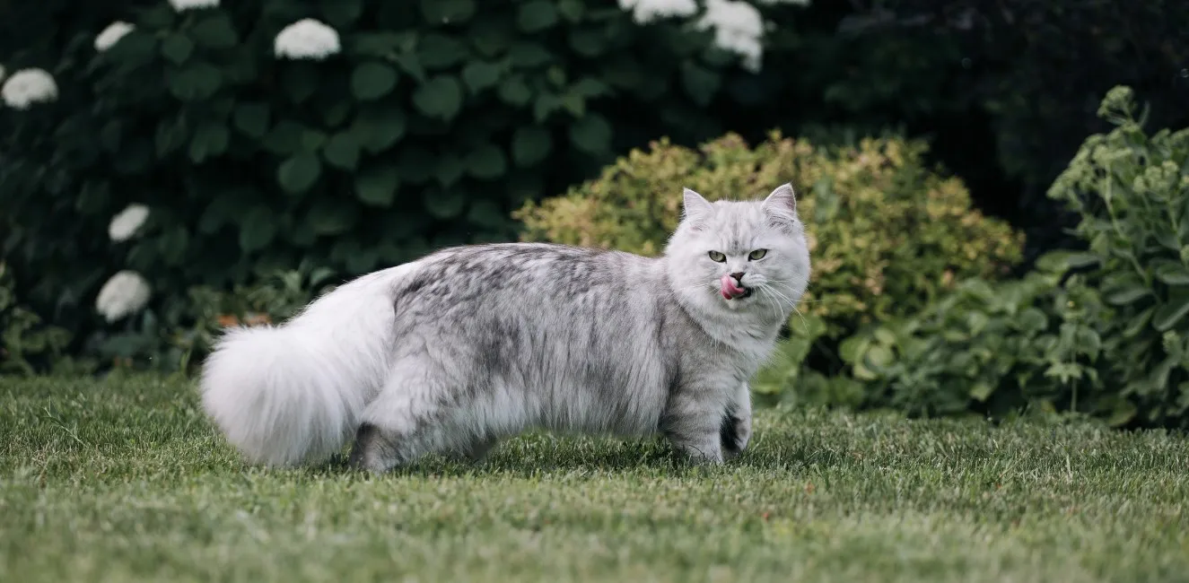 British Longhair - Razze Gatto