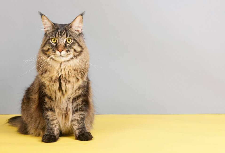 Maine Coon