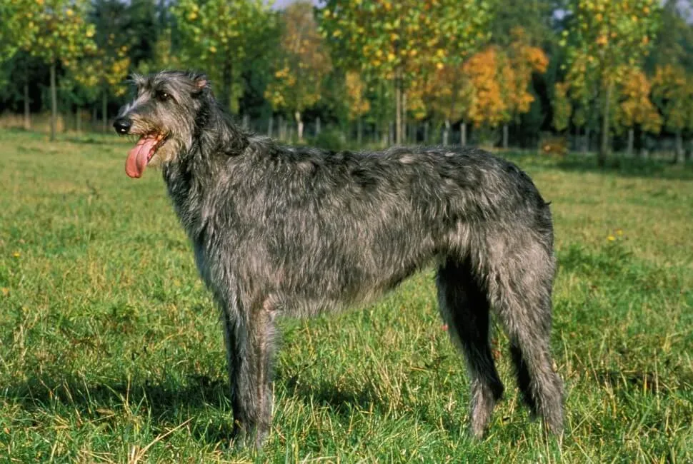 Levriero Irlandese - Razze Cane