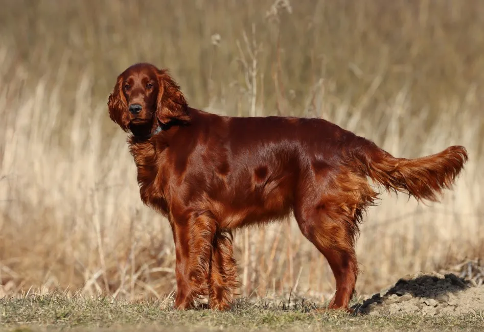 Setter Irlandese - Razze Cane