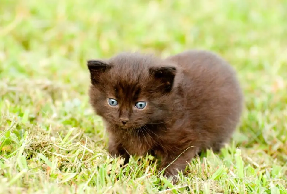 Cioccolato Di York - Razze Gatto