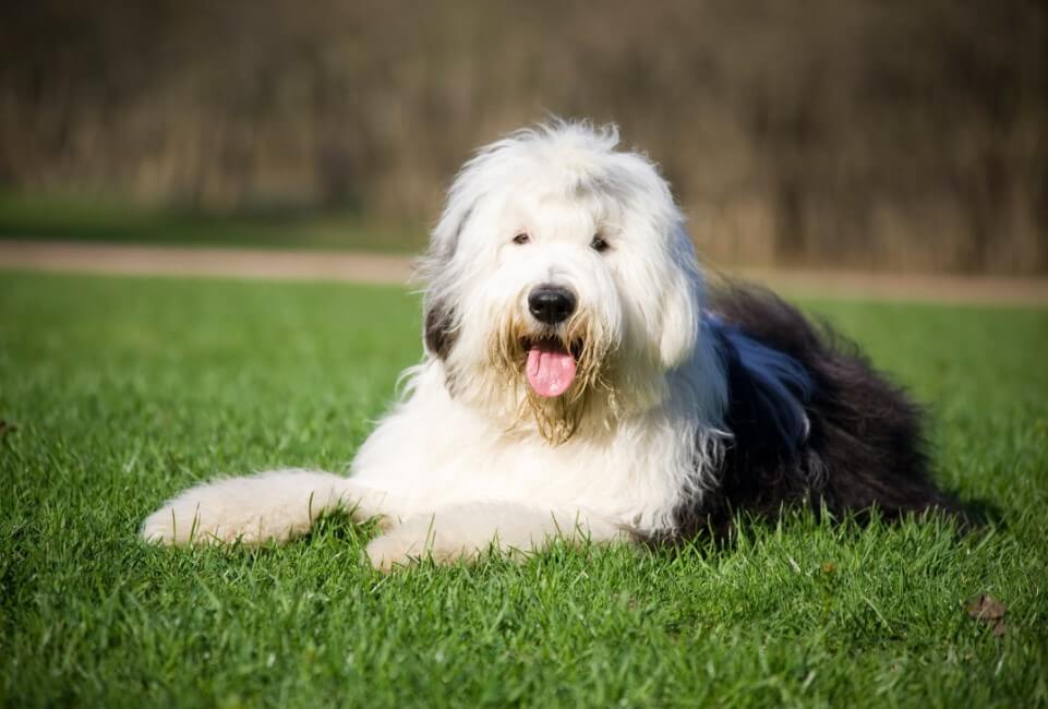 Il cane da guardia, oggi, ha ancora un senso? (parte seconda) - Ti presento  il cane