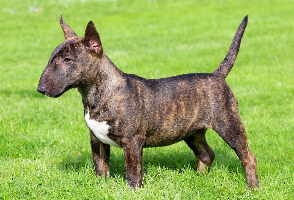 bull terrier muscoloso