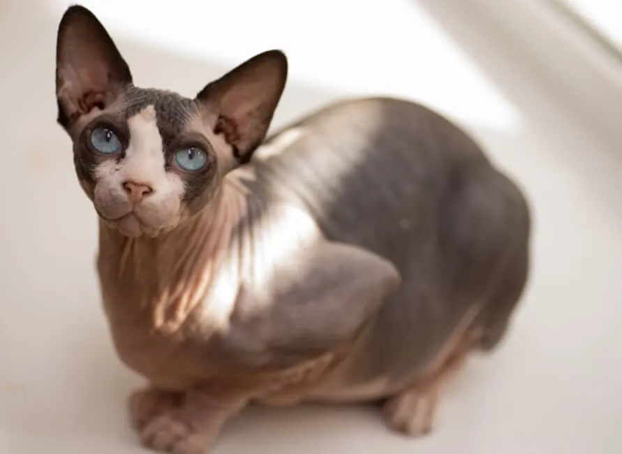 Sphynx - Razze Gatto