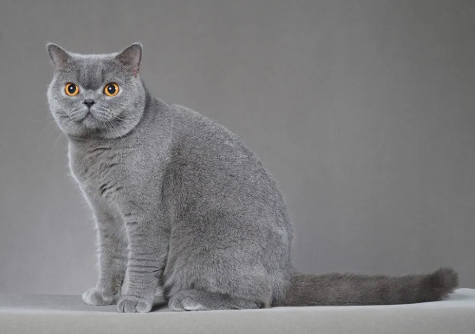 British Shorthair - Razze Gatto