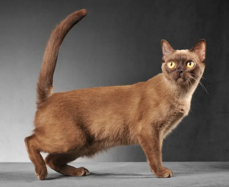 Burmese - Razze Gatto