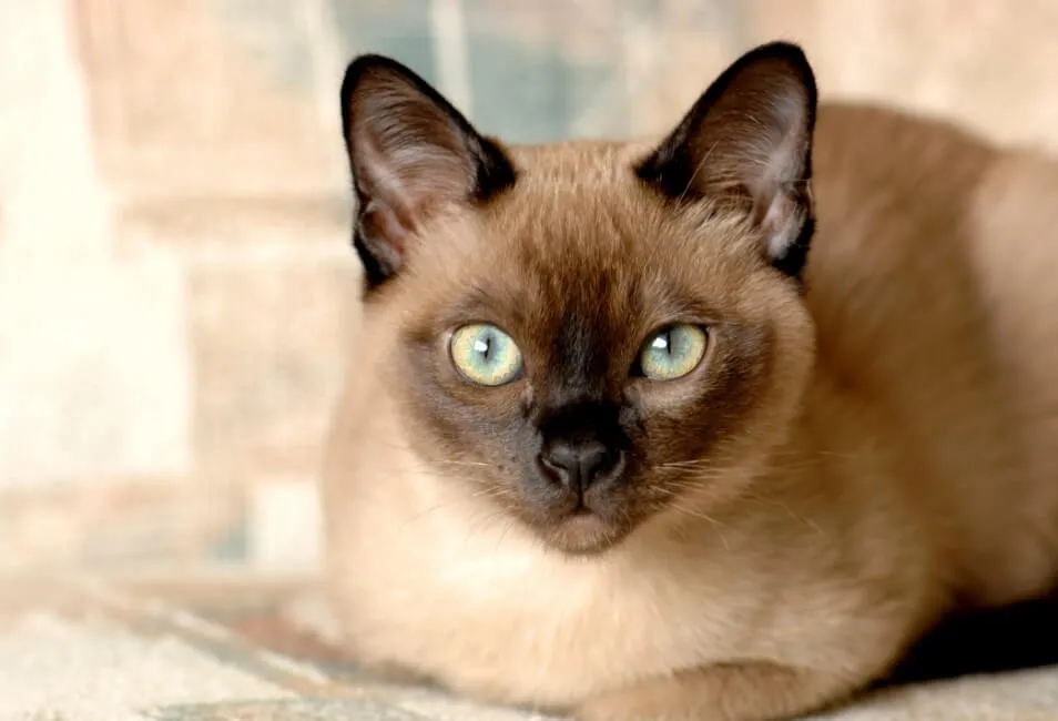 Tonkinese - Razze Gatto