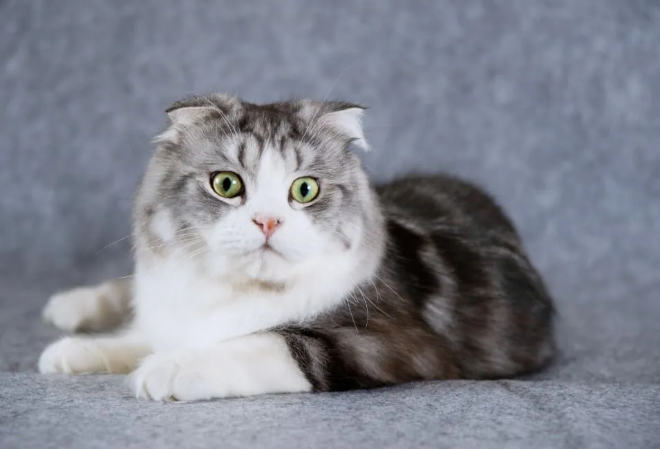 Scottish Fold - Razze Gatto