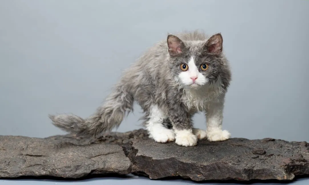 Selkirk Rex - Razze Gatto