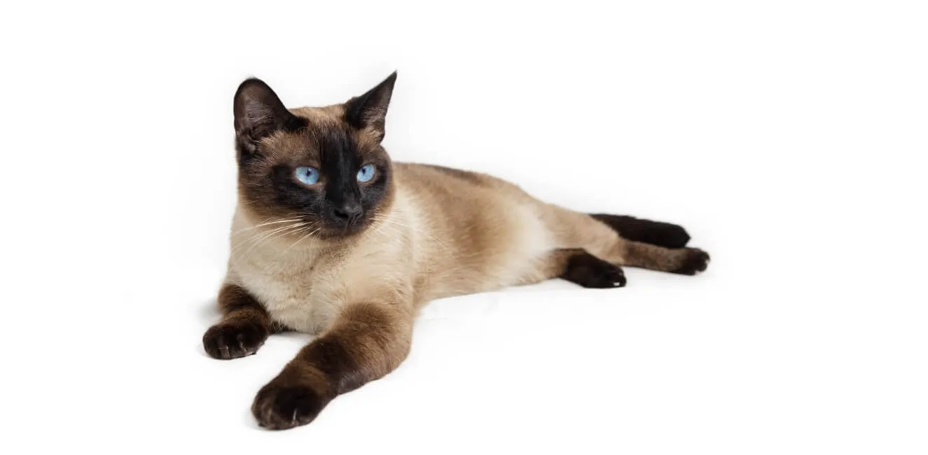 Siamese - Razze Gatto