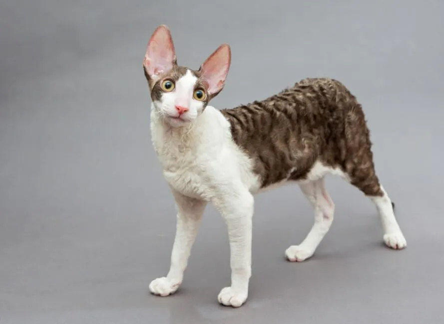 Cornish Rex - Razze Gatto