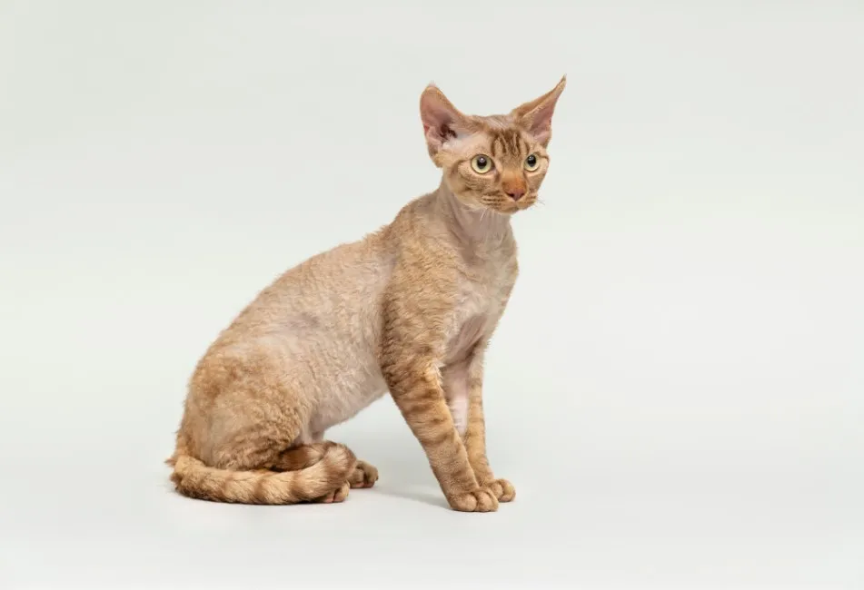 Devon Rex - Razze Gatto