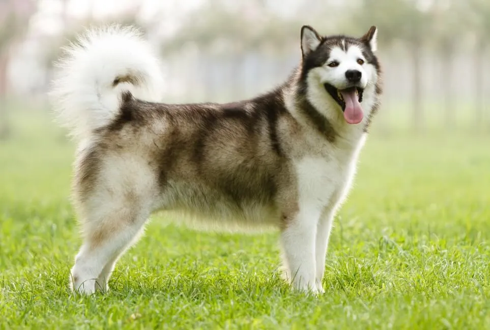 Alaskan Malamute - Razze Cane