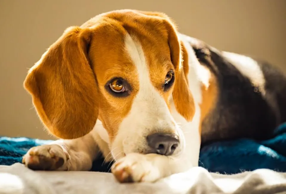 Ansia E Stress Del Cane - Salute Cane