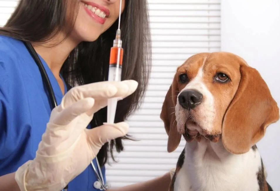 Vaccinazioni Del Cane - Salute Cane