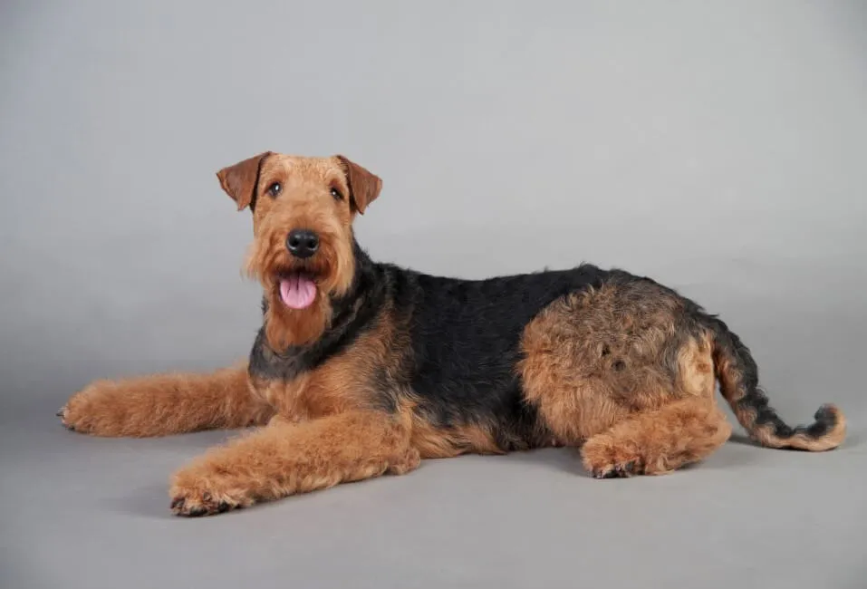 Airedale Terrier - Razze Cane