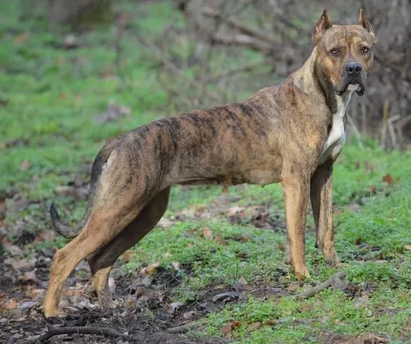 Alano Spagnolo - Razze Cane