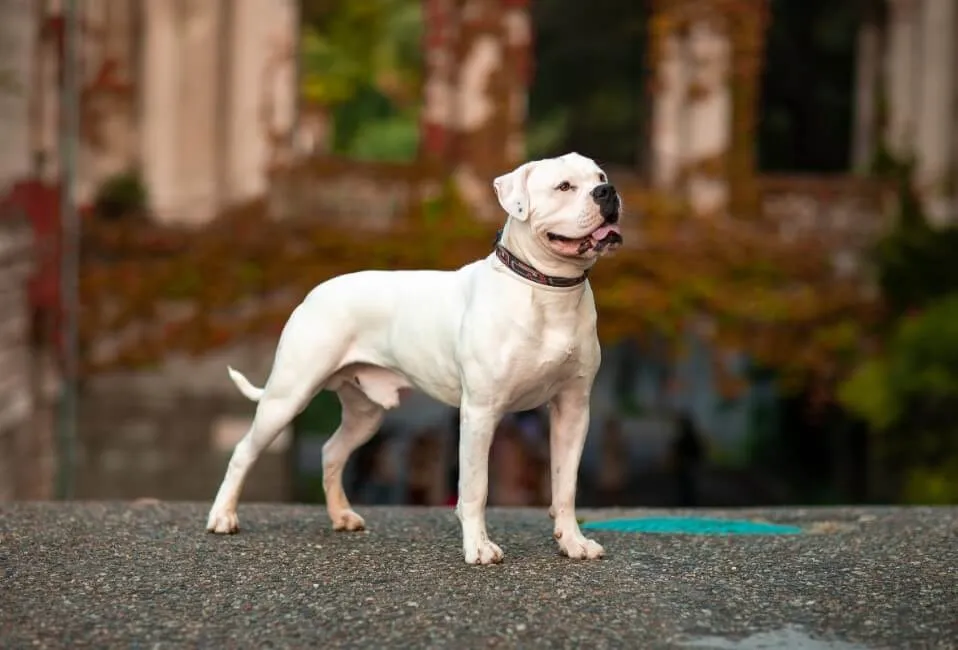 Bulldog Americano - Razze Cane