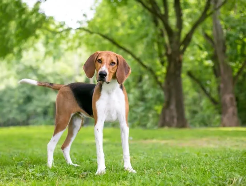 Foxhound Americano - Razze Cane