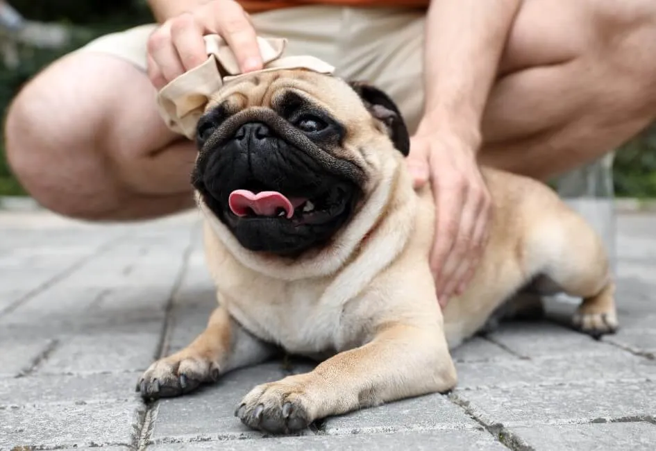 Colpo Di Calore Nel Cane - Salute Cane