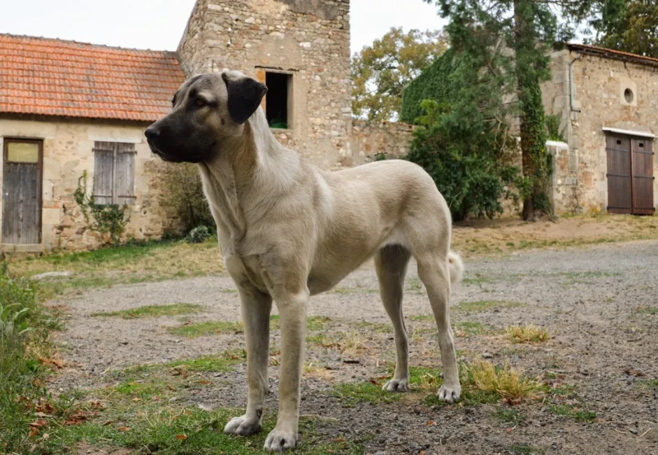 Pastore Dell'anatolia - Razze Cane