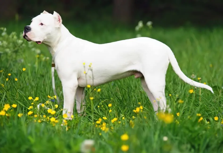 Dogo Argentino - Razze Cane